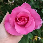 Habitación en casa particular Dans Un Cadre Bucolique Avec Petit-déjeuner Sevremoine