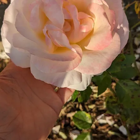 Dans Un Cadre Bucolique Avec Petit-dejeuner *