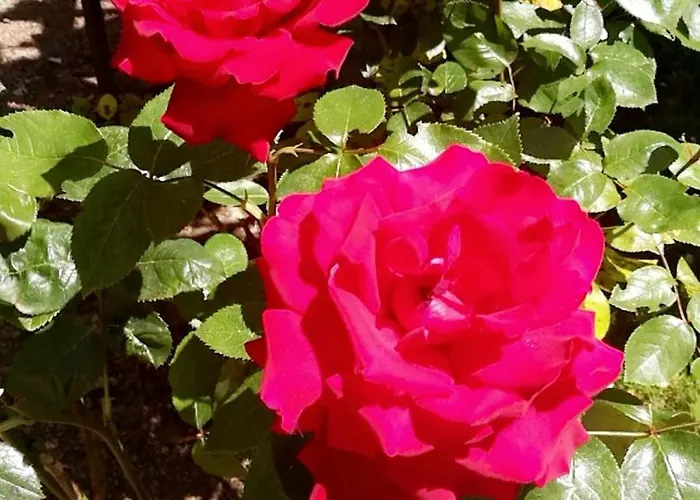 Dans Un Cadre Bucolique Avec Petit-dejeuner *