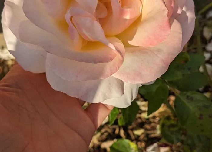 Dans Un Cadre Bucolique Avec Petit-dejeuner *